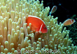 Pink Anemone Fish; taken with Canon G7 and built-in flash, by Stephen Holinski 